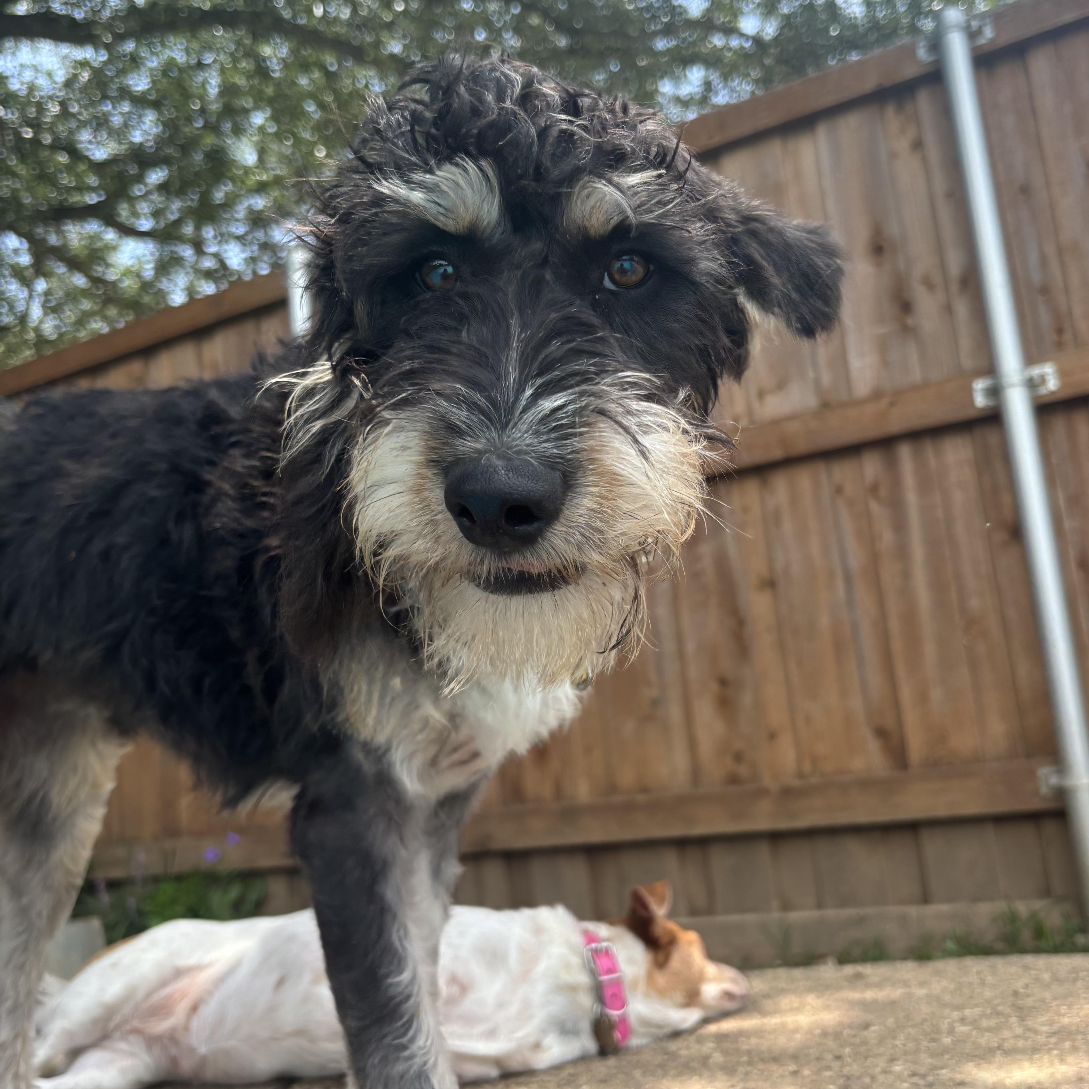 Merci, an adoptable Schnauzer, Poodle in Dallas, TX, 75214 | Photo Image 1