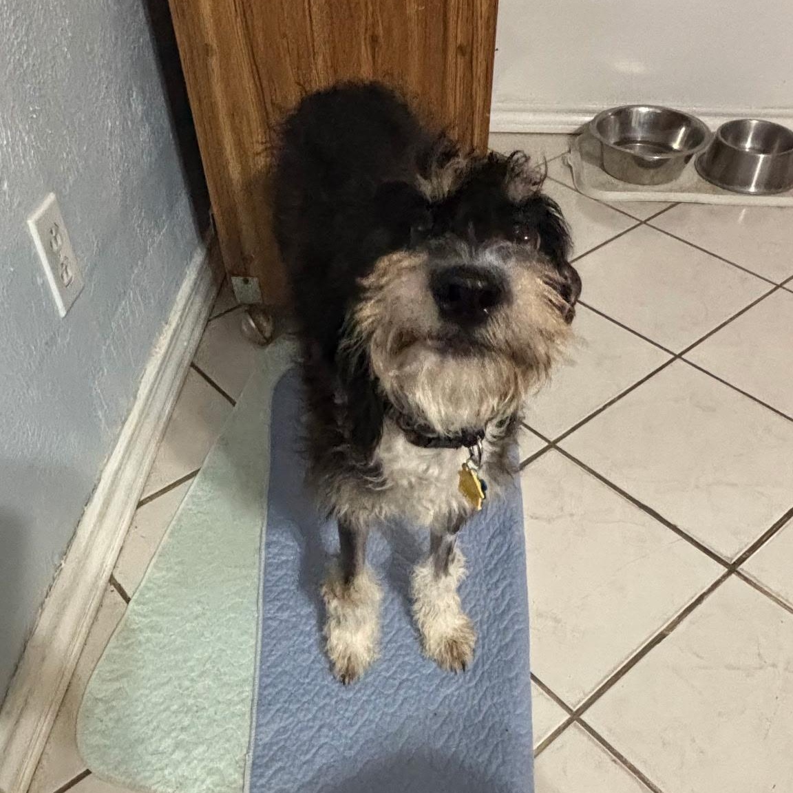 Merci, an adoptable Schnauzer, Poodle in Dallas, TX, 75214 | Photo Image 3