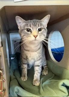 Enlarge Banana Split, a Adoptable Domestic Short Hair in Mason City, IA image 1/2