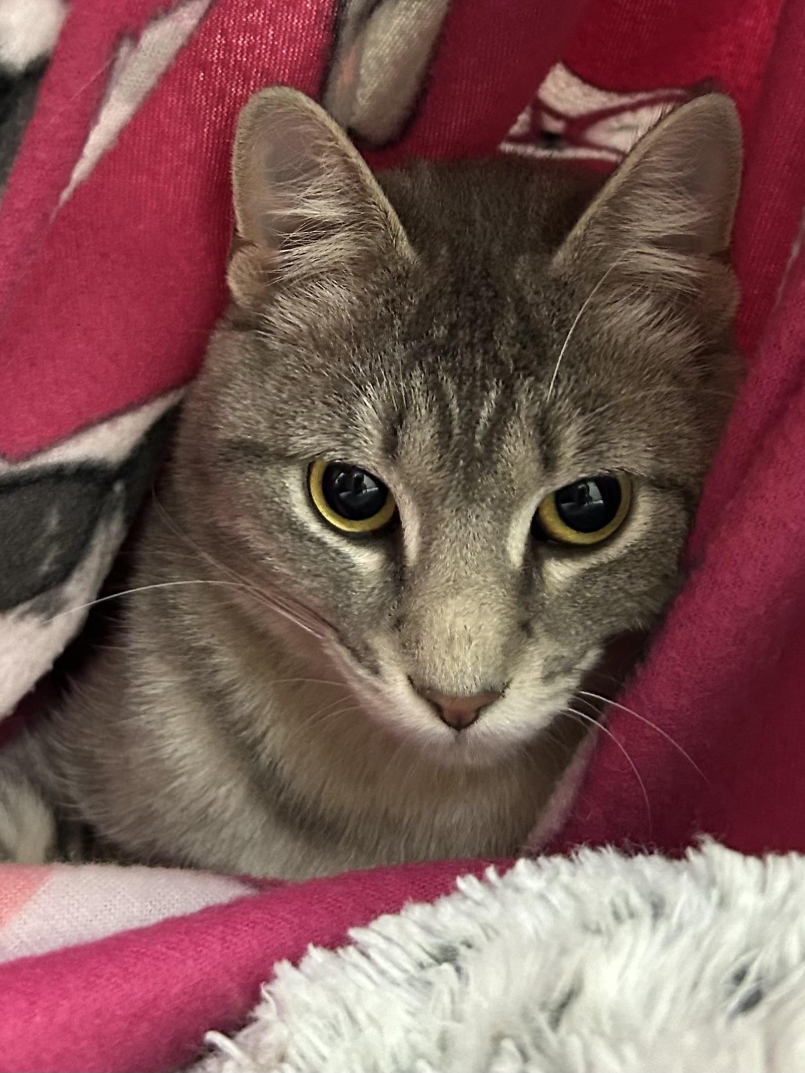 Enlarge Banana Split, a Adoptable Domestic Short Hair in Mason City, IA image 2/2