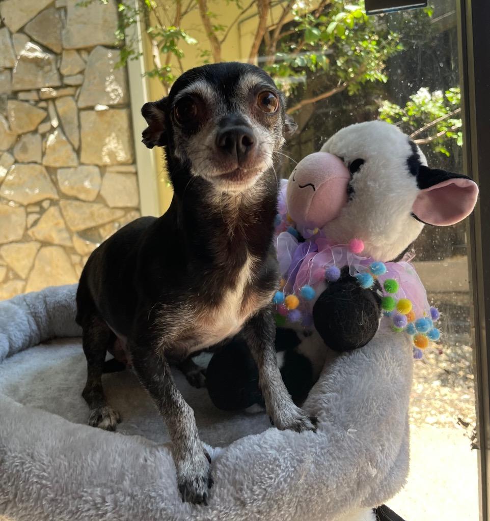 Enlarge Mrs. Bennet, a Adoptable Chihuahua in Fort Worth, TX image 1/1