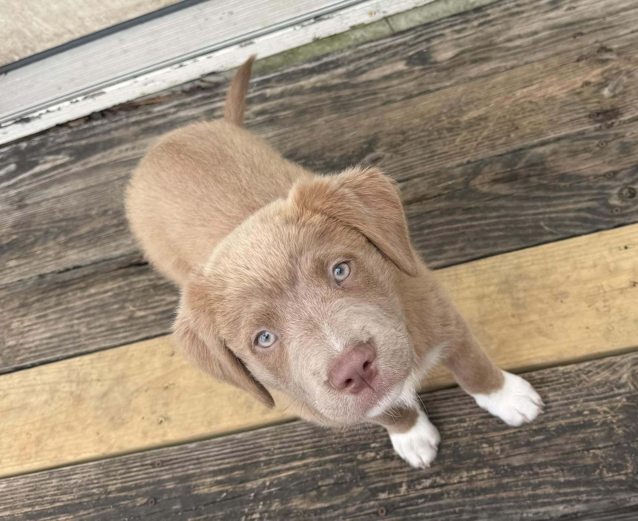 Honey Bea, a ADOPTABLE mixed breed in Cypress, TX image 2/5