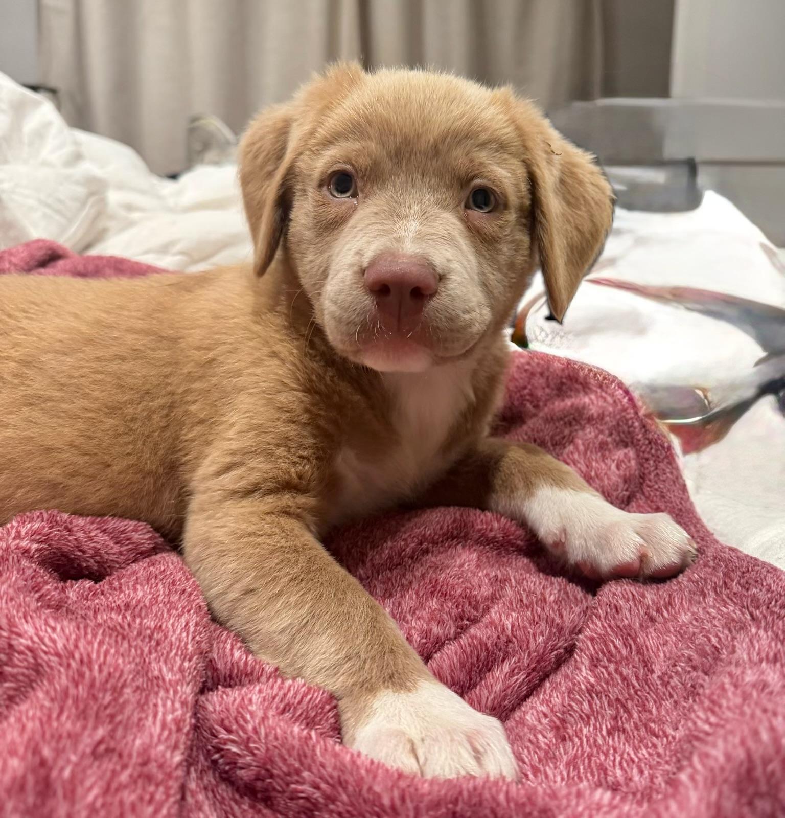 Honey Bea, a ADOPTABLE mixed breed in Cypress, TX image 4/5
