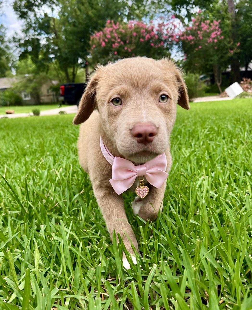 Honey Bea, a ADOPTABLE mixed breed in Cypress, TX image 5/5