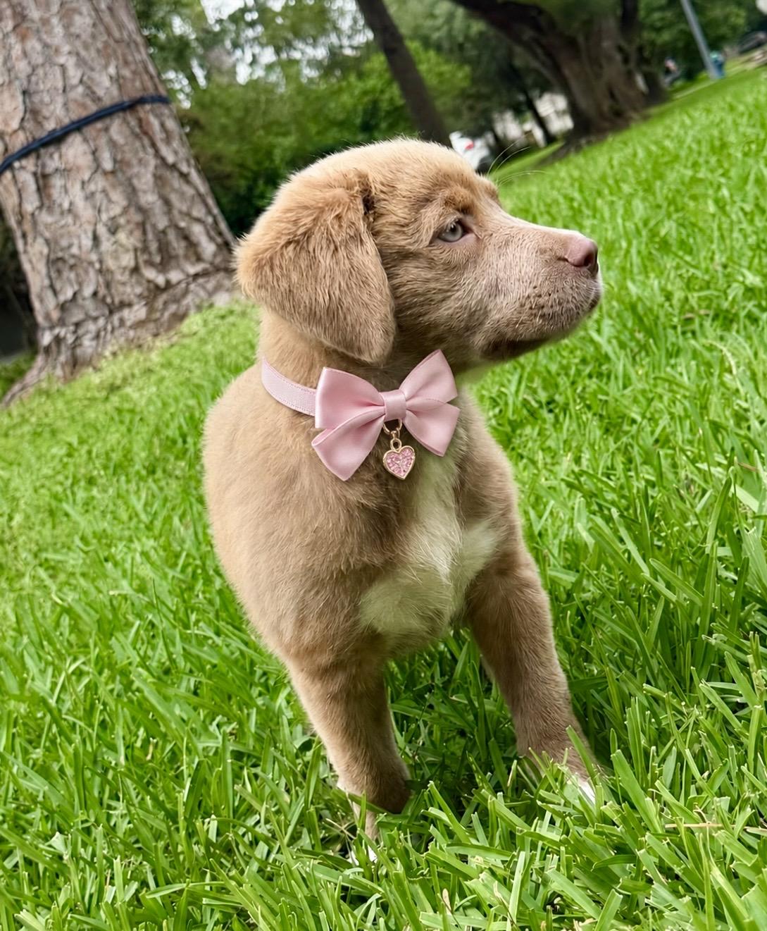 Honey Bea, ADOPTABLE, Young Female Mixed Breed.