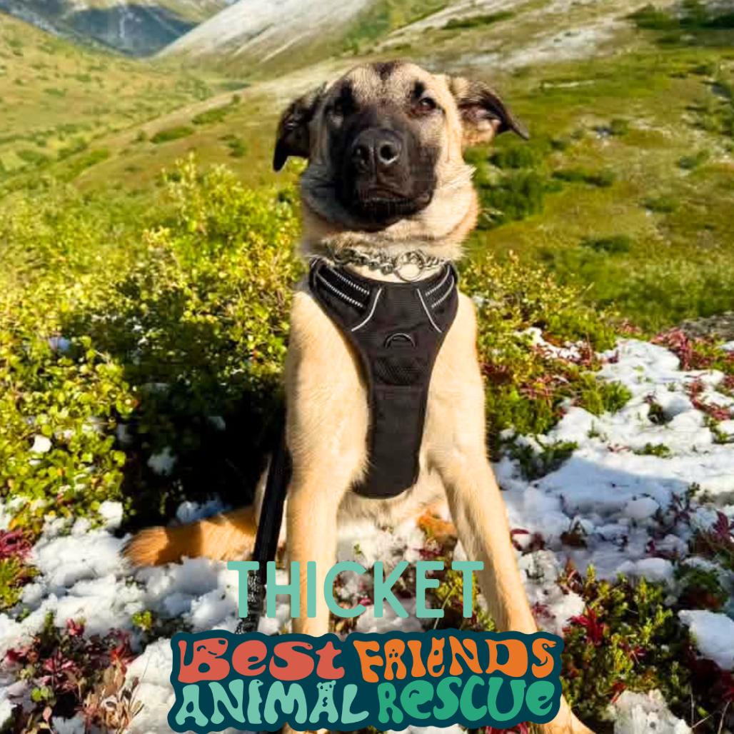 Thicket, Adoptable, Young Female German Shepherd Dog.