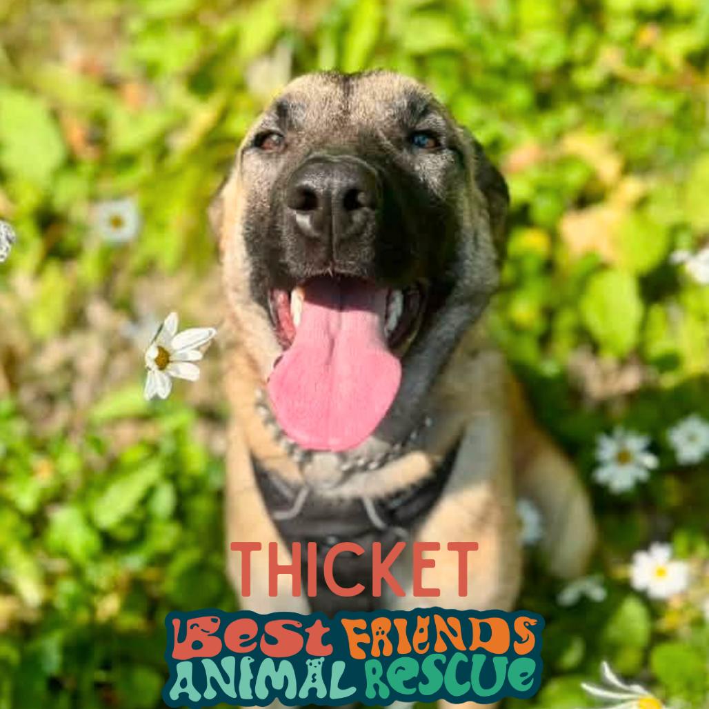 Enlarge Thicket, a Adoptable German Shepherd Dog in Wasilla, AK image 2/4