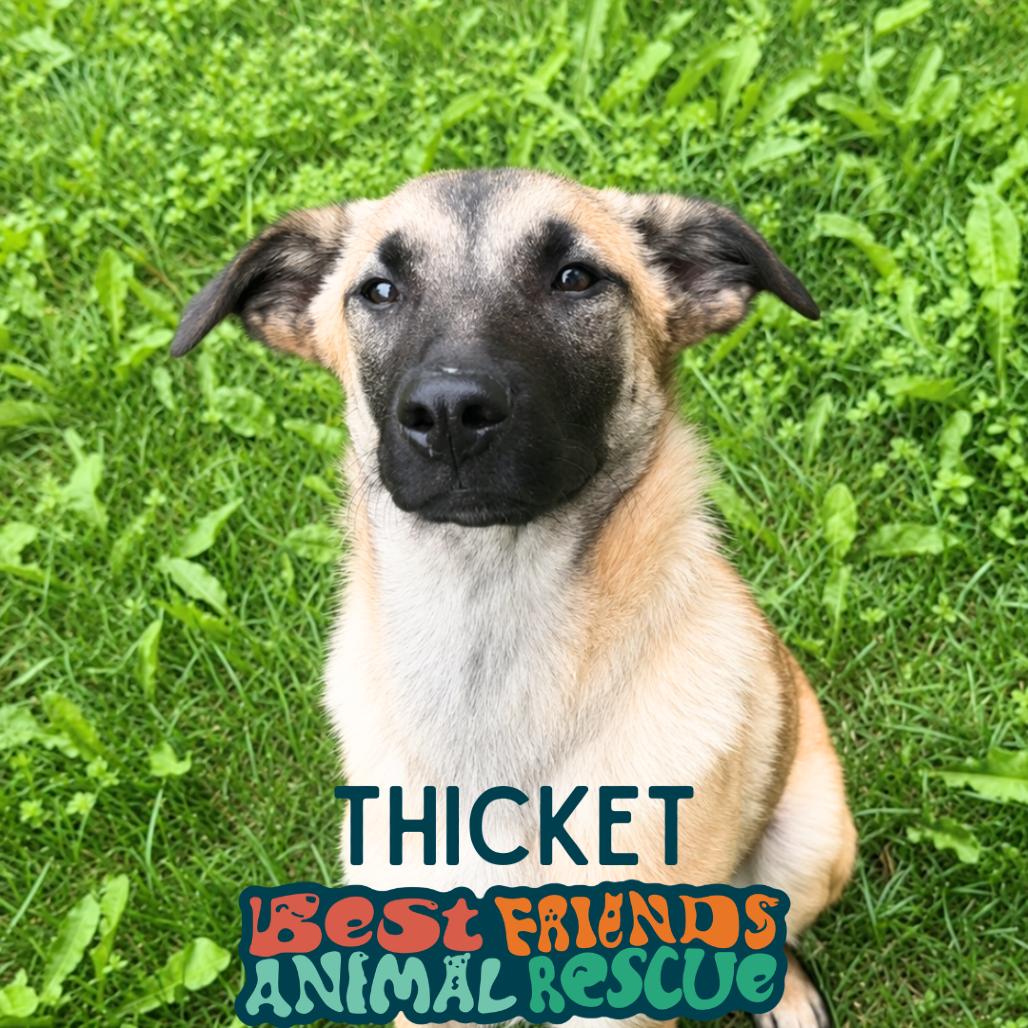 Enlarge Thicket, a Adoptable German Shepherd Dog in Wasilla, AK image 3/4