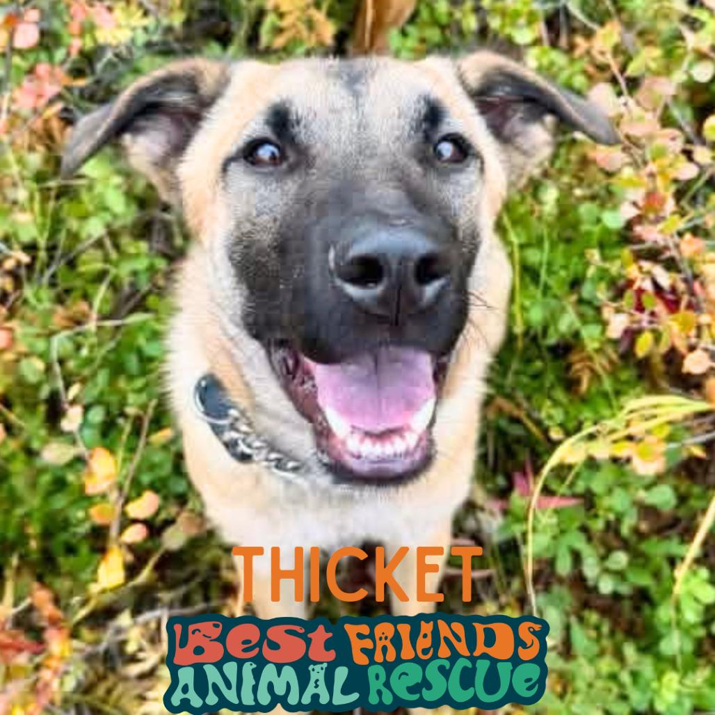 Enlarge Thicket, a Adoptable German Shepherd Dog in Wasilla, AK image 4/4