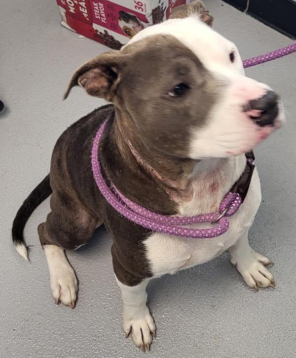 Pen 101c Grant Hw+, Adoptable, Adult Male Pit Bull Terrier.