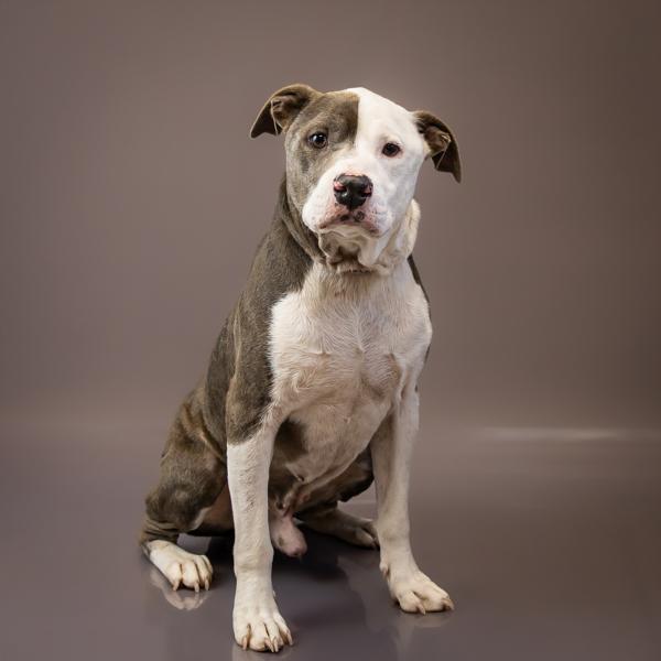 Enlarge Pen 101c Grant Hw+, a Adoptable mixed breed in Lawrenceville, GA image 2/2