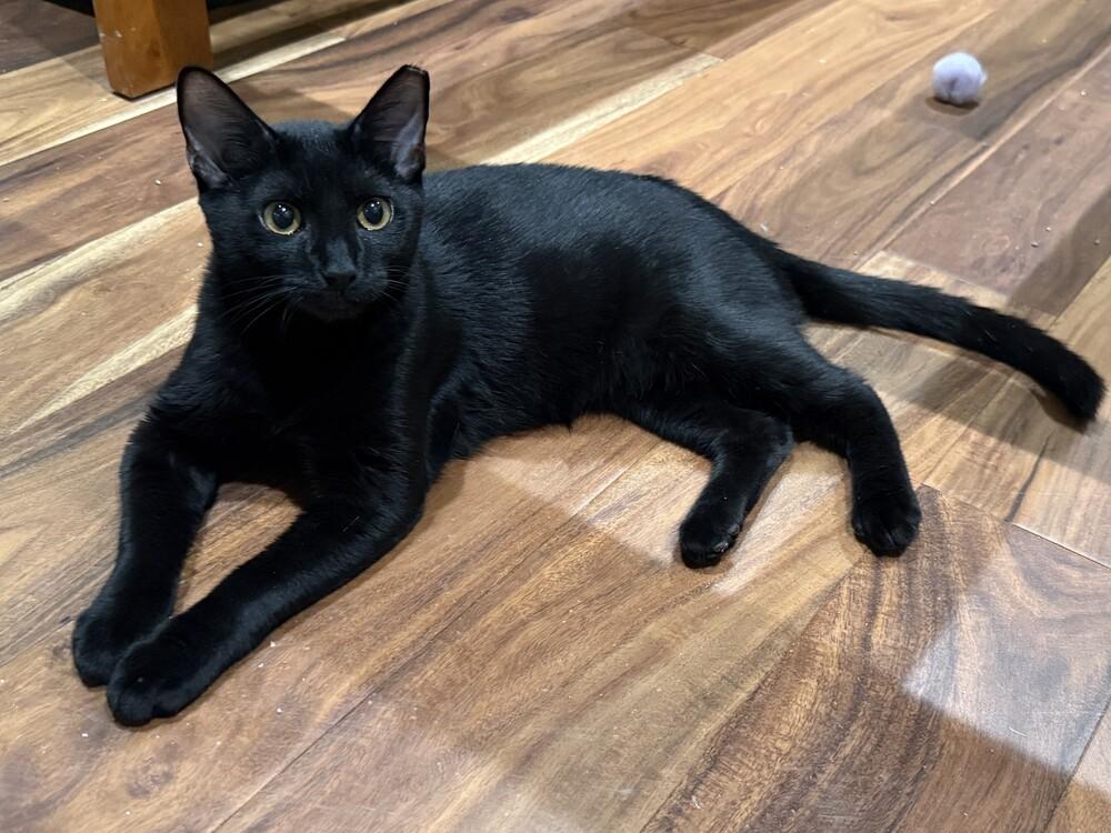 Tuesday K, Adoptable, Kitten Female Domestic Short Hair.
