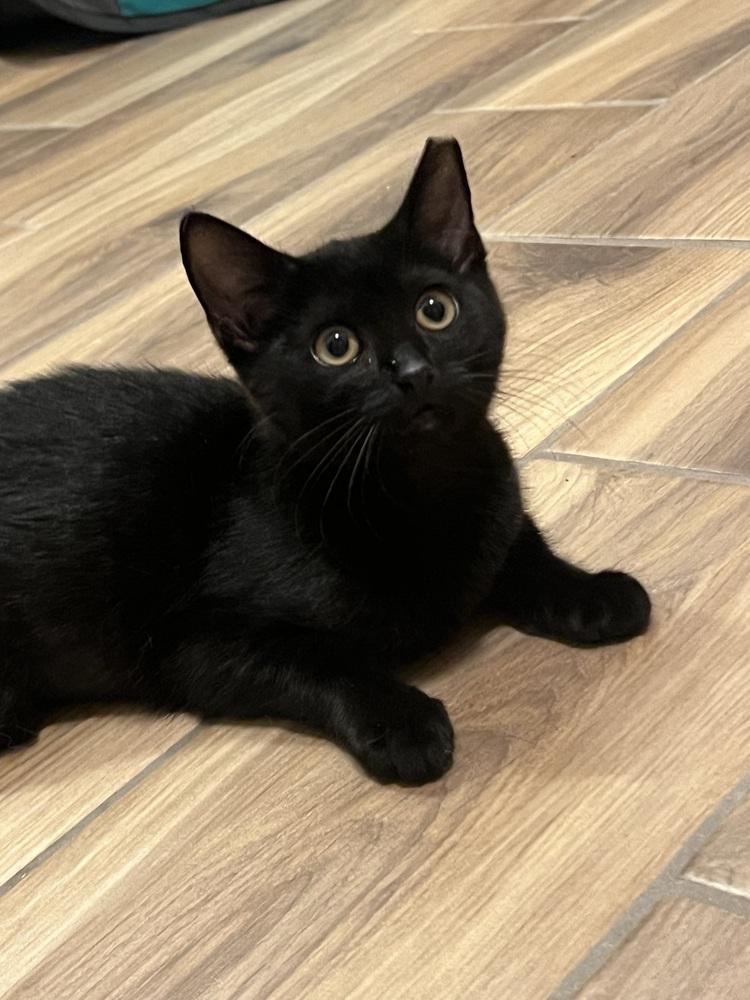 Enlarge Tuesday K, a Adoptable Domestic Short Hair in Cary, NC image 3/6