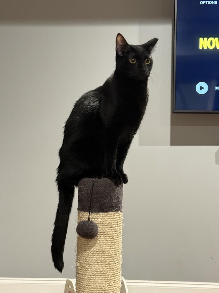 Enlarge Tuesday K, a Adoptable Domestic Short Hair in Cary, NC image 4/6