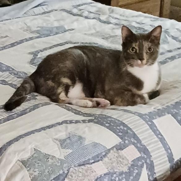 Alice, a Adoptable mixed breed in Bulverde, TX image 1/2