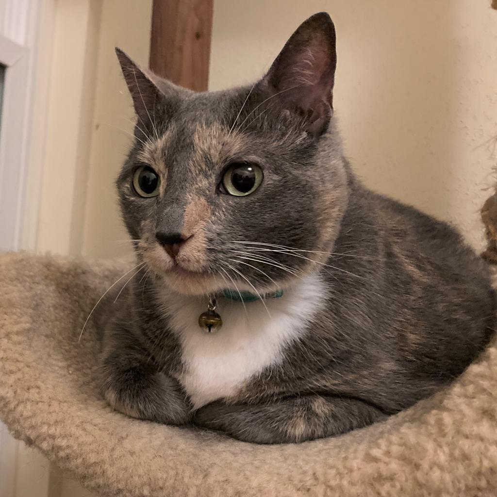 Alice, a Adoptable mixed breed in Bulverde, TX image 2/2