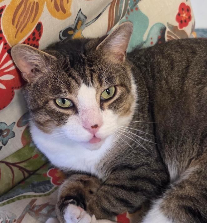 Quake, adopted, Adult Male Tabby & Tuxedo.