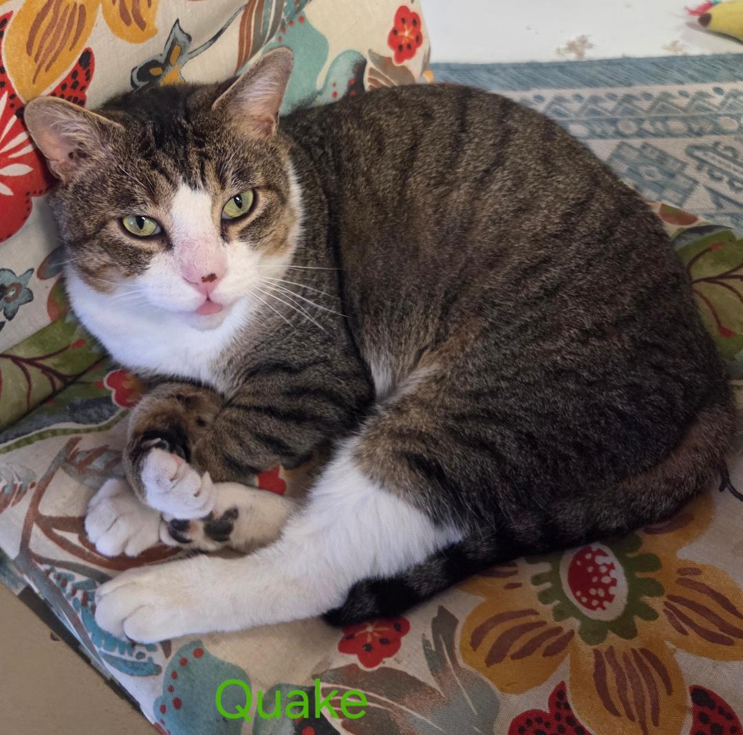 Enlarge Quake, an adopted mixed breed in Las Cruces, NM image 2/2