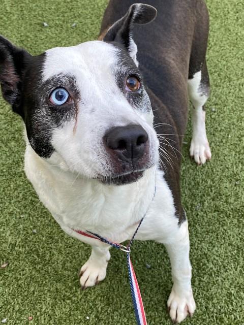 YAMATHA, Adoptable, Adult Female Australian Cattle Dog / Blue Heeler & Mixed Breed.