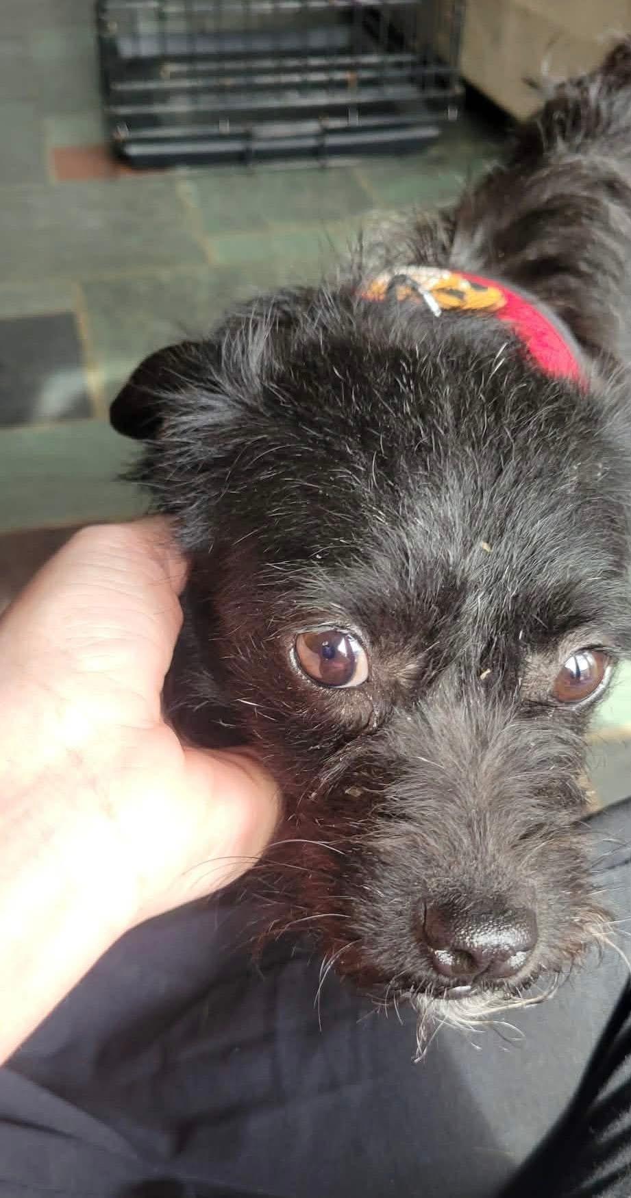 Enlarge Persimmon , a ADOPTABLE mixed breed in Yorktown, VA image 4/5