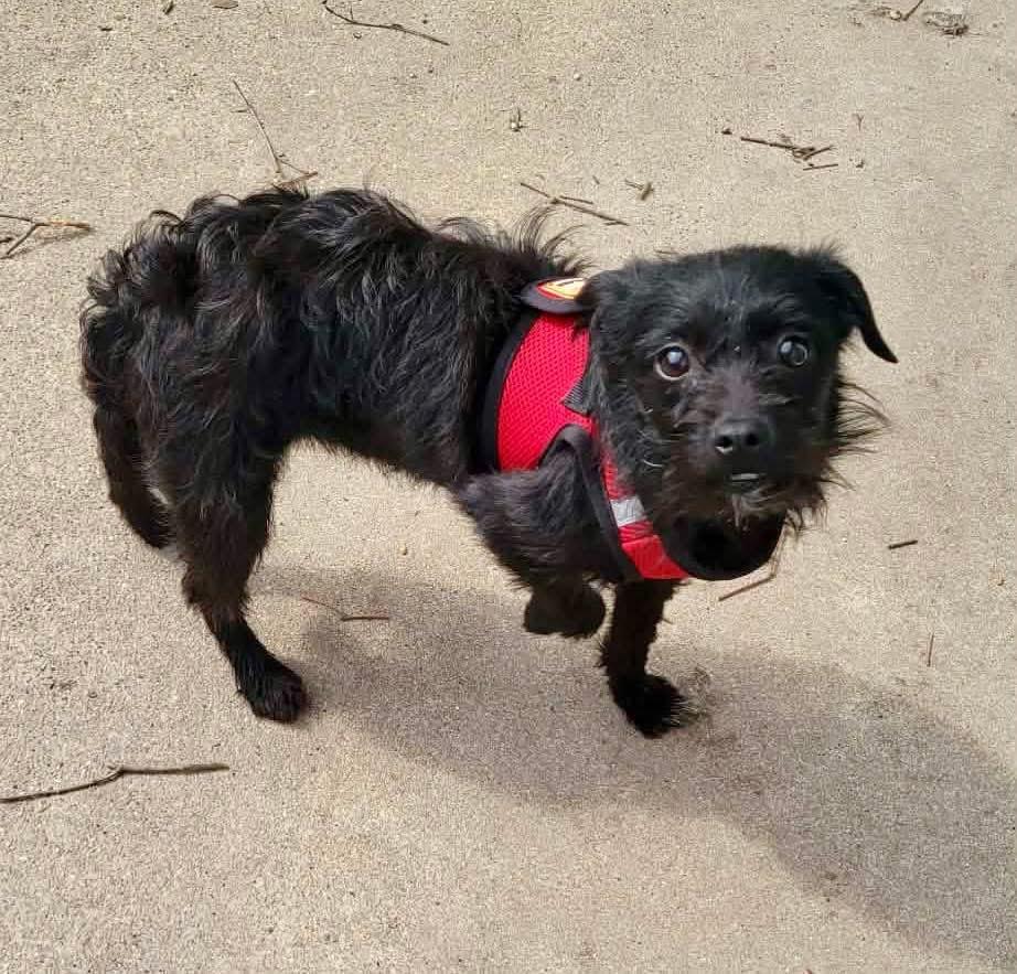 Enlarge Persimmon , a ADOPTABLE mixed breed in Yorktown, VA image 2/5