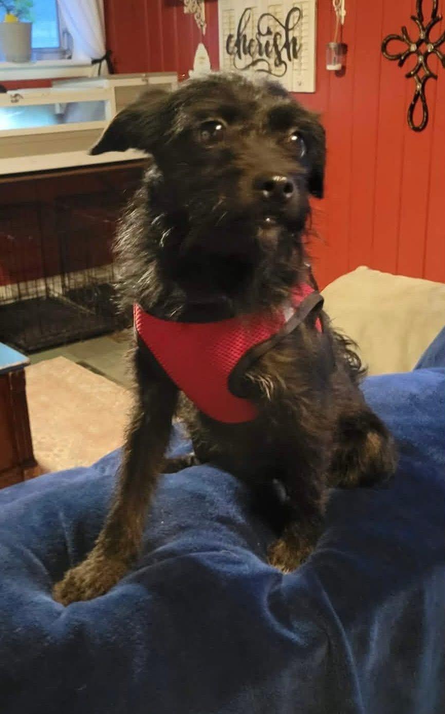 Enlarge Persimmon , a ADOPTABLE mixed breed in Yorktown, VA image 5/5