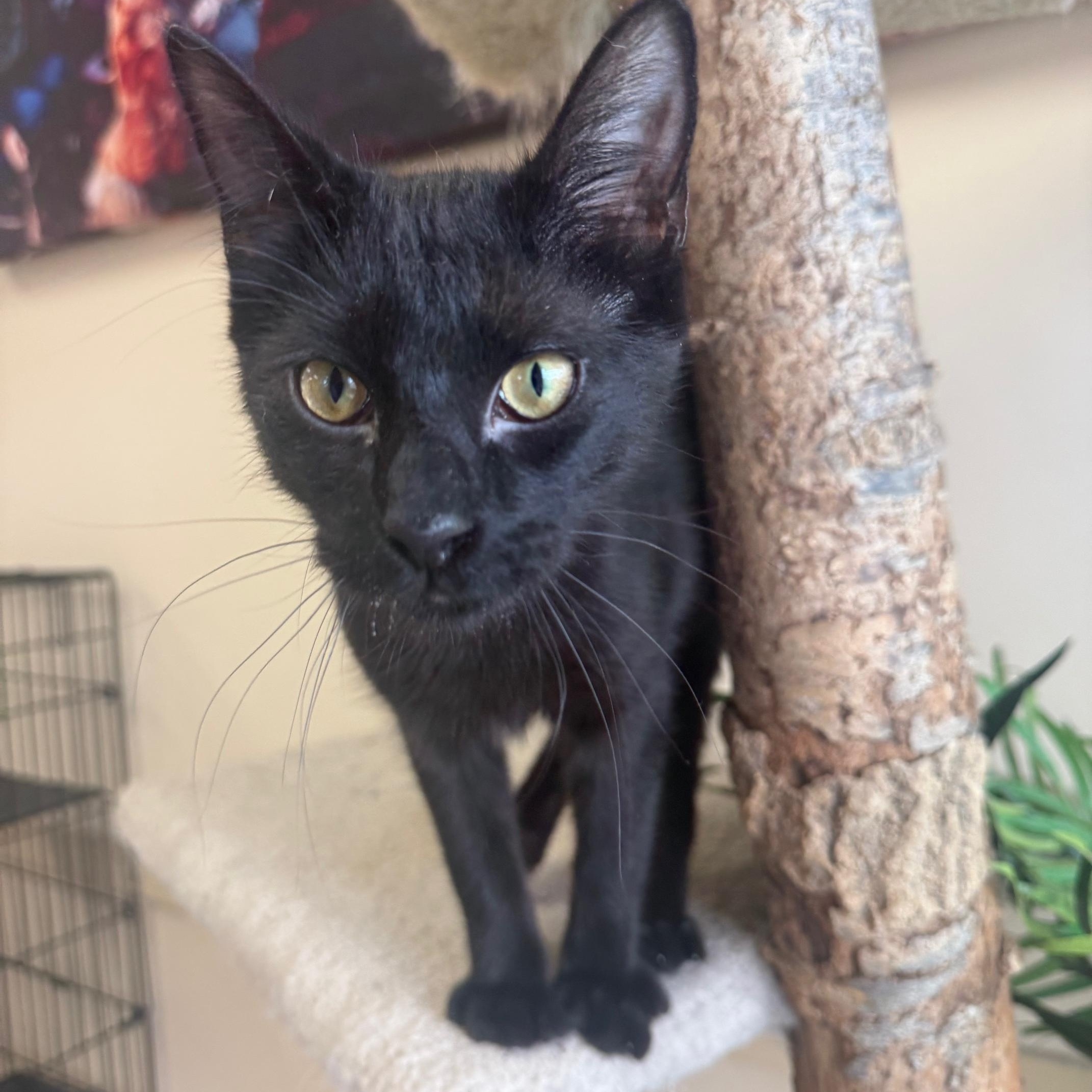 Simon, a ADOPTABLE Domestic Short Hair in Madison, WI image 4/5