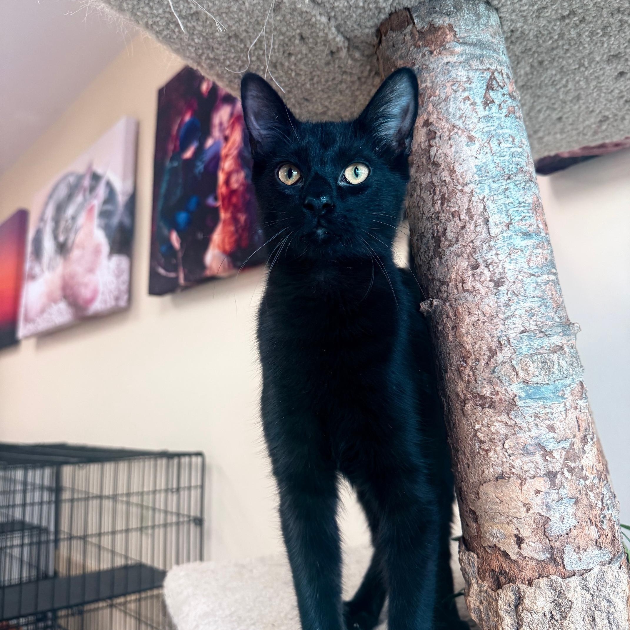 Simon, a ADOPTABLE Domestic Short Hair in Madison, WI image 1/5
