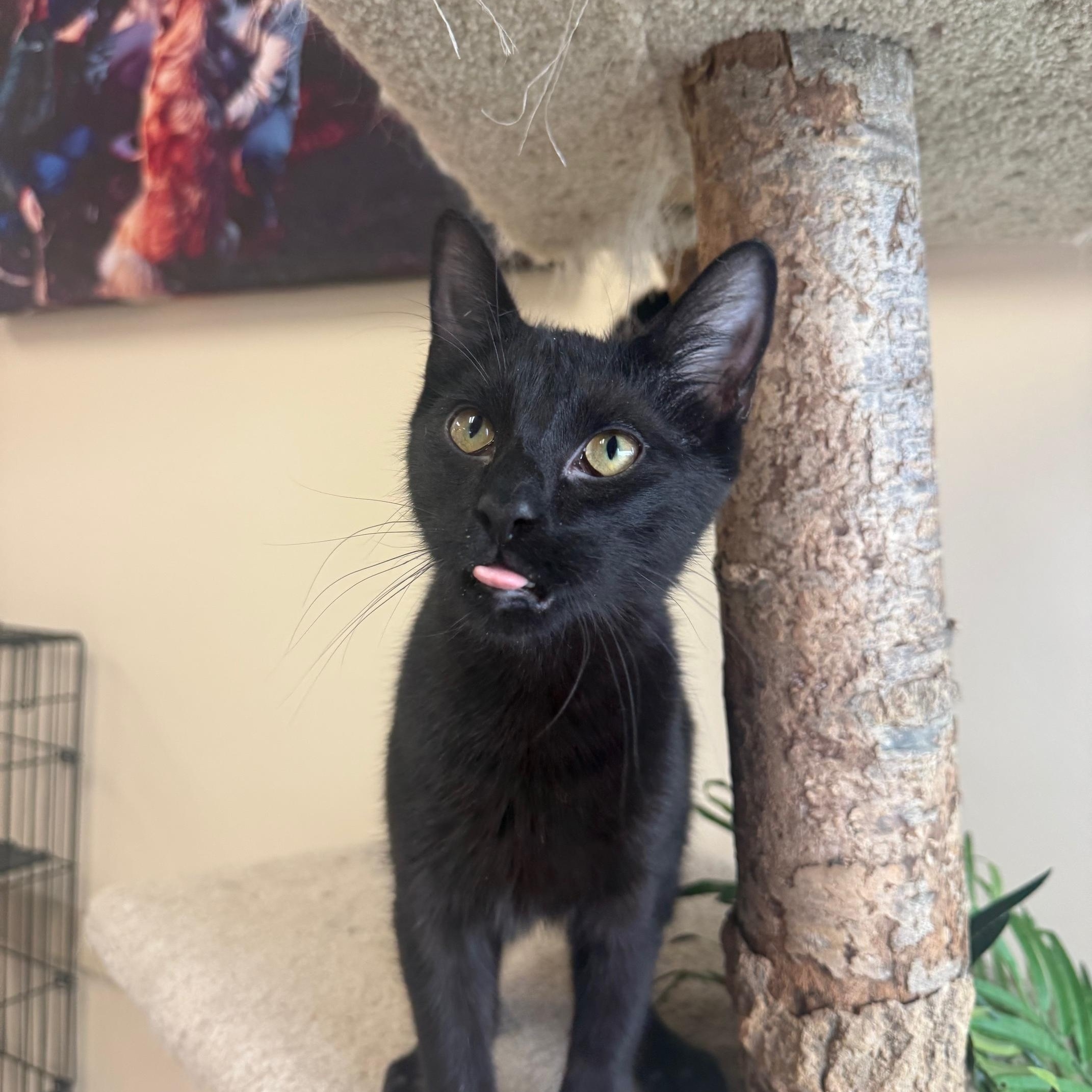 Simon, a ADOPTABLE Domestic Short Hair in Madison, WI image 5/5
