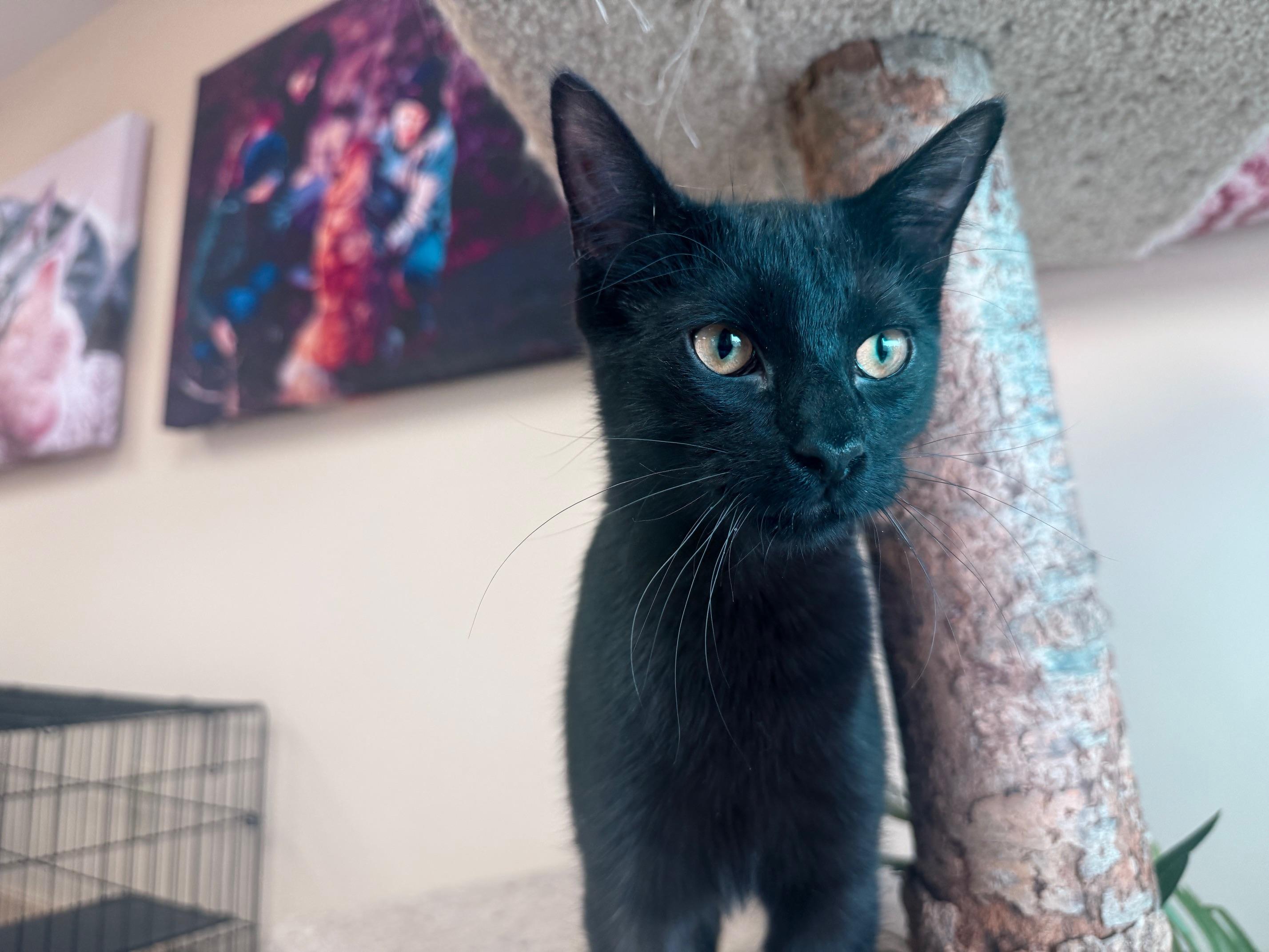Simon, a ADOPTABLE Domestic Short Hair in Madison, WI image 2/5