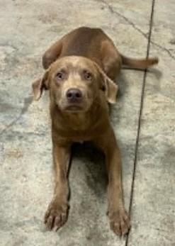 Barkly, a Adoptable mixed breed in Lampasas, TX image 1/2