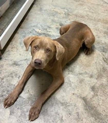 Barkly, a Adoptable mixed breed in Lampasas, TX image 2/2
