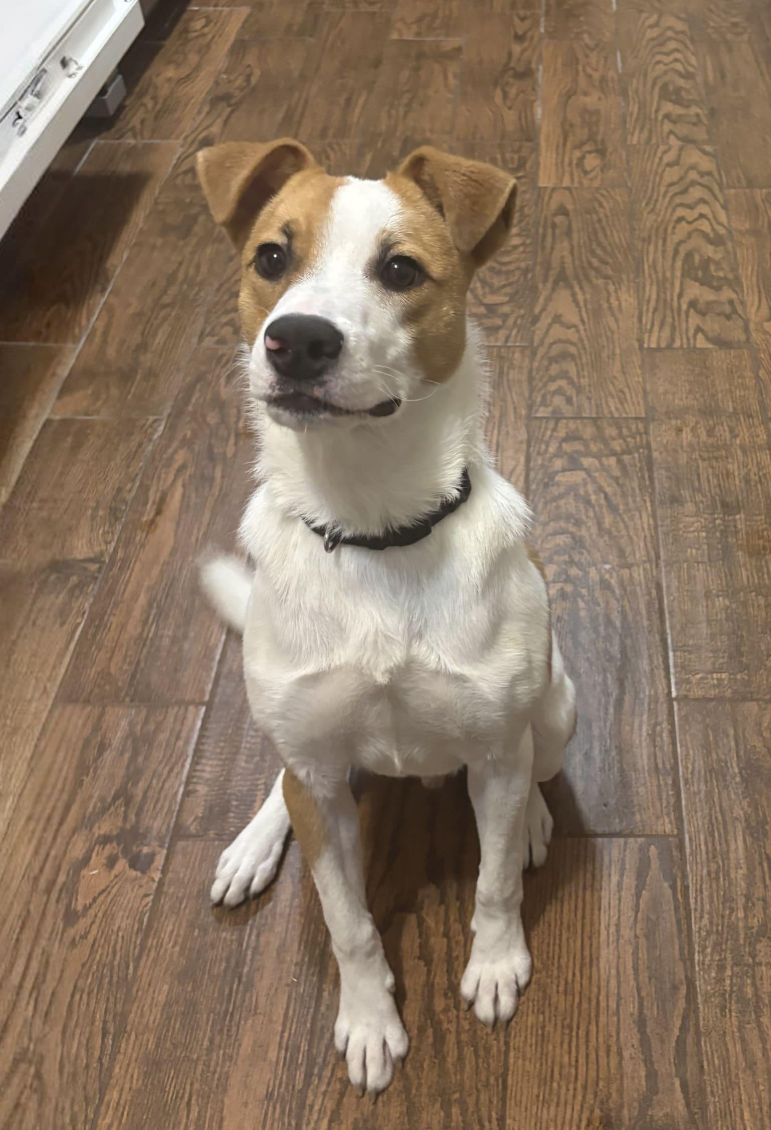 Enlarge Goose, a Adoptable Jack Russell Terrier in McKinney, TX image 1/2