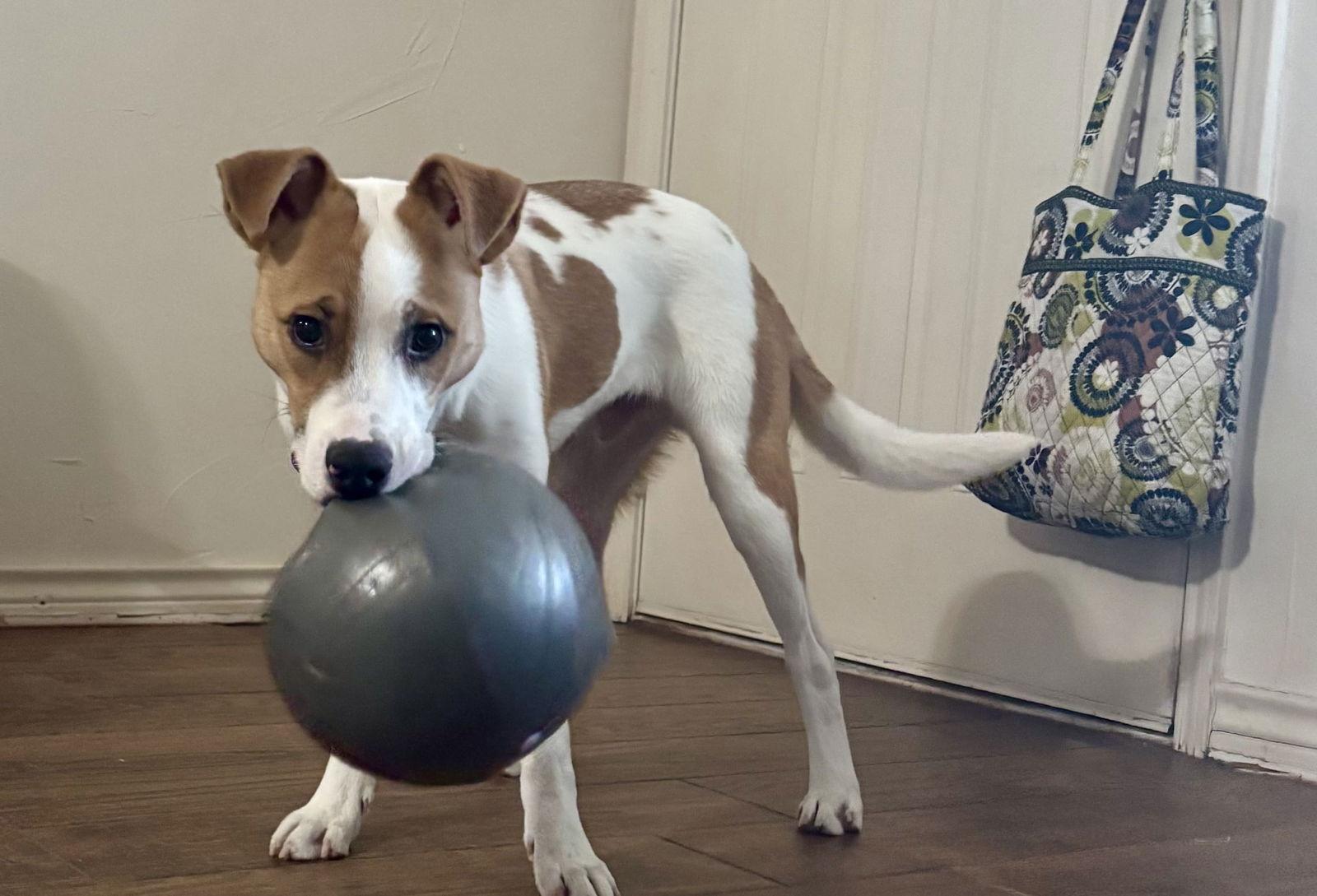 Enlarge Goose, a Adoptable Jack Russell Terrier in McKinney, TX image 2/2