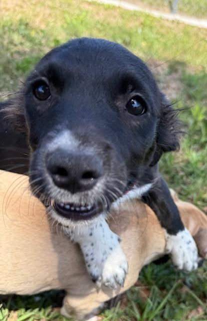 Enlarge Marilyn Monroe, a Adoptable mixed breed in Crescent City, FL image 2/3