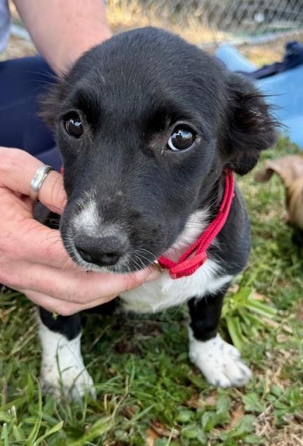 Enlarge Marilyn Monroe, a Adoptable mixed breed in Crescent City, FL image 3/3