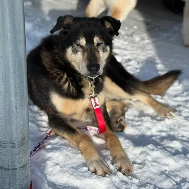 Enlarge Geronimo, a ADOPTABLE Husky in Chugiak, AK image 1/1