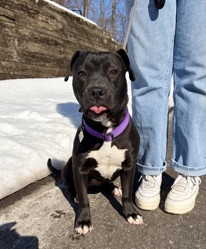 Macah, Adoptable, Adult Female Pit Bull Terrier & Mixed Breed.