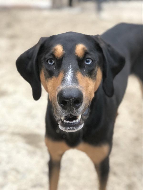 Blue, Adoptable, Young Male Coonhound & Doberman Pinscher.