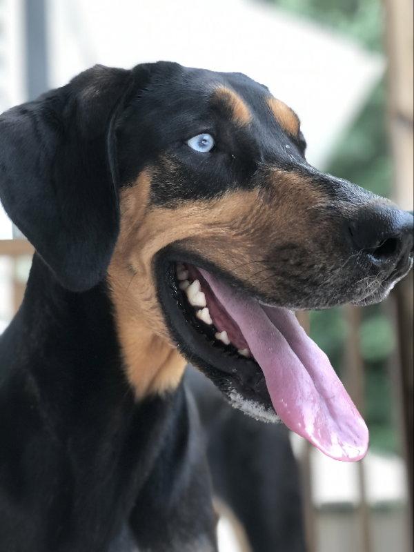 Blue, a Adoptable mixed breed in East Derry, NH image 2/3