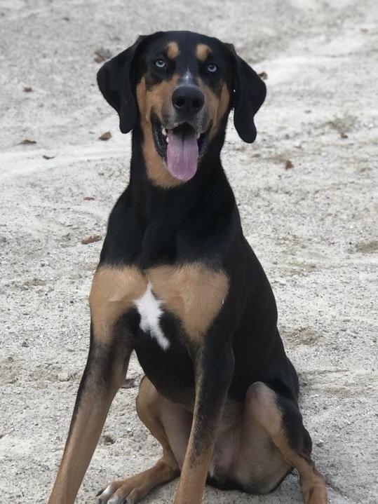 Blue, a Adoptable mixed breed in East Derry, NH image 3/3