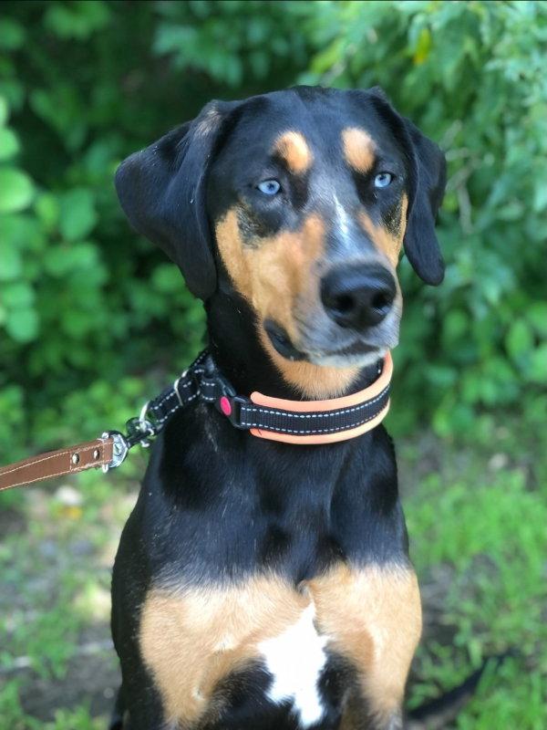 Blue, a Adoptable mixed breed in East Derry, NH image 3/3