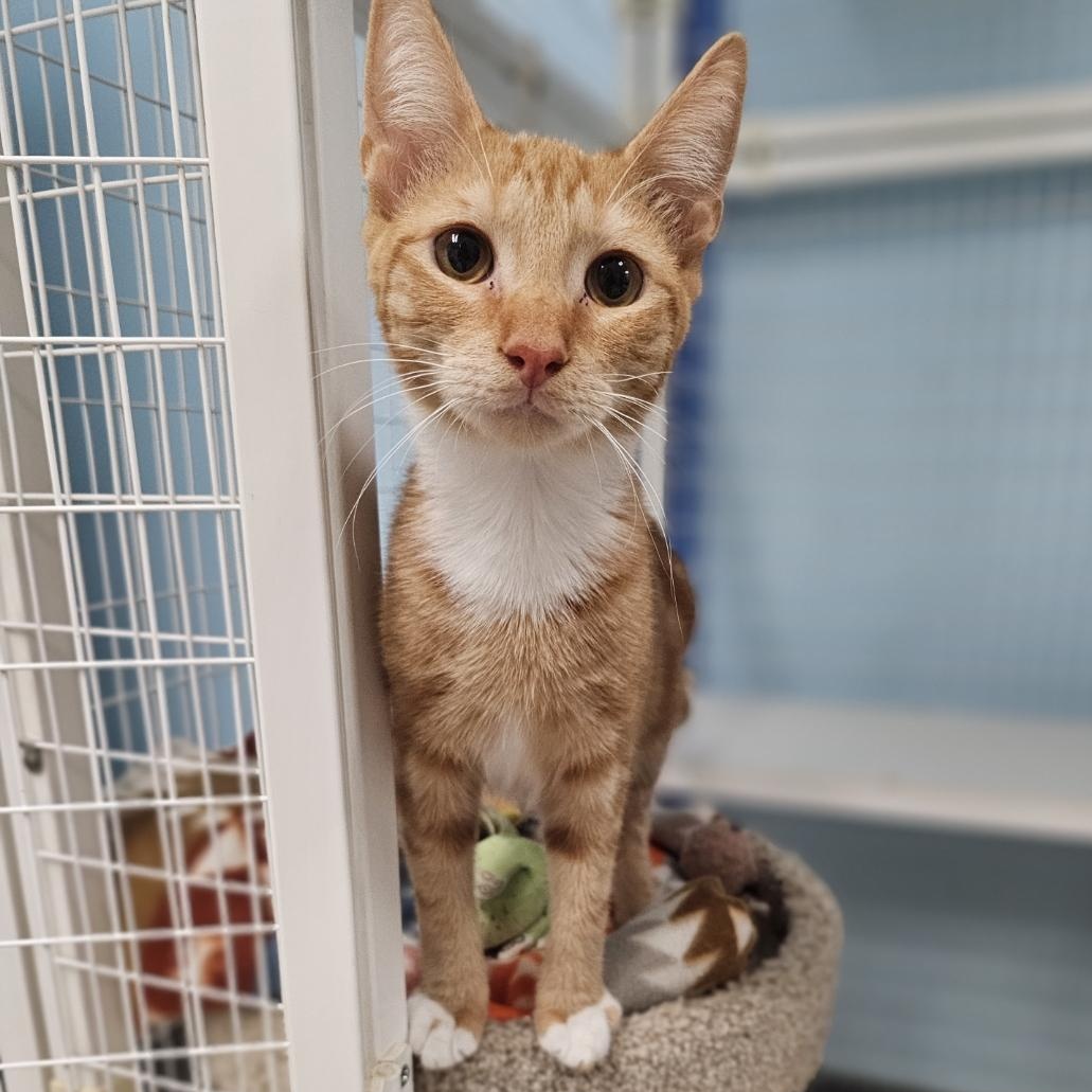 King Sahla, Adoptable, Young Male Domestic Short Hair.