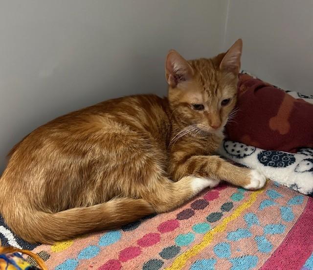 Enlarge King Sahla, a Adoptable Domestic Short Hair in Margate, FL image 1/1