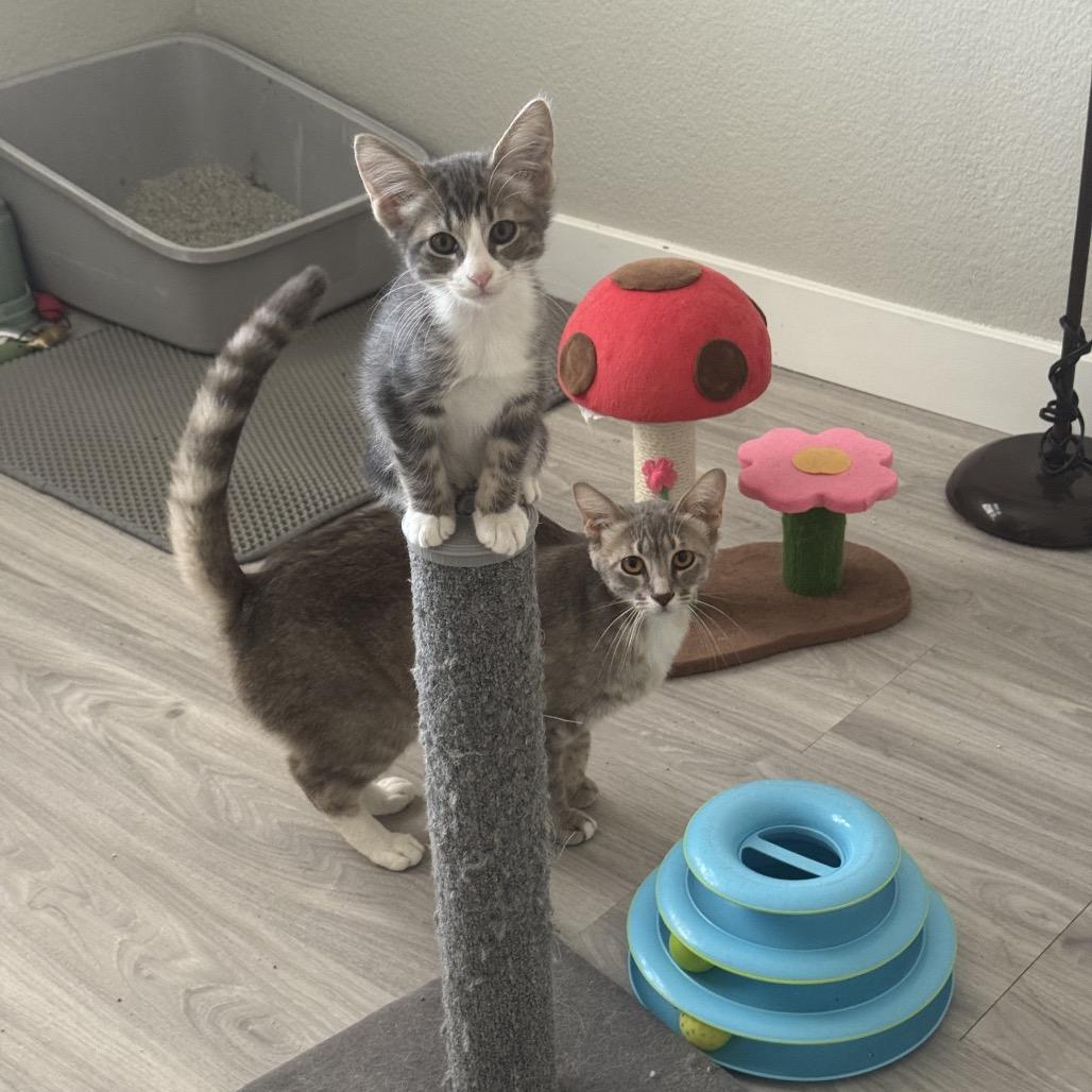 Tofu, Adoptable, Kitten Female Domestic Short Hair.