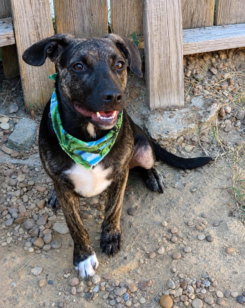 Astro, Adoptable, Puppy Male Mixed Breed.