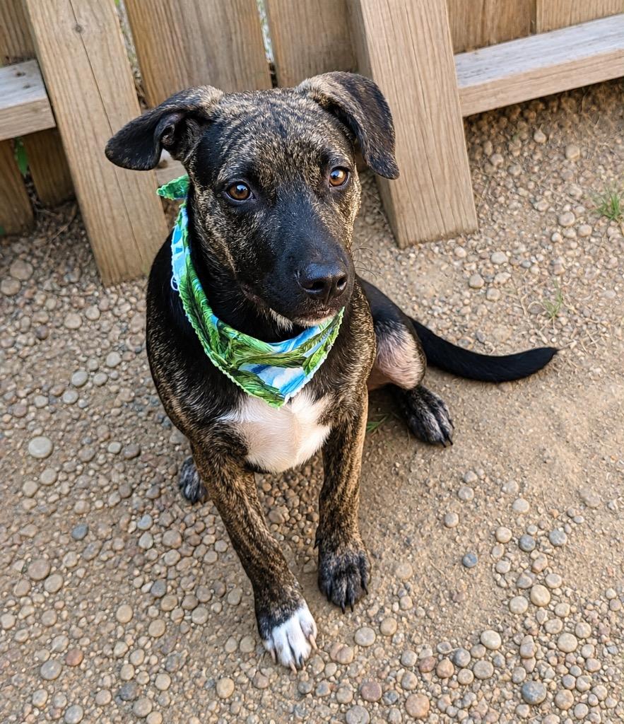 Enlarge Astro, a Adoptable mixed breed in Fond Du Lac, WI image 2/3