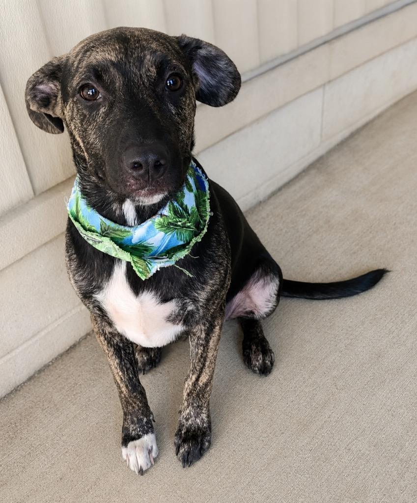 Enlarge Astro, a Adoptable mixed breed in Fond Du Lac, WI image 3/3