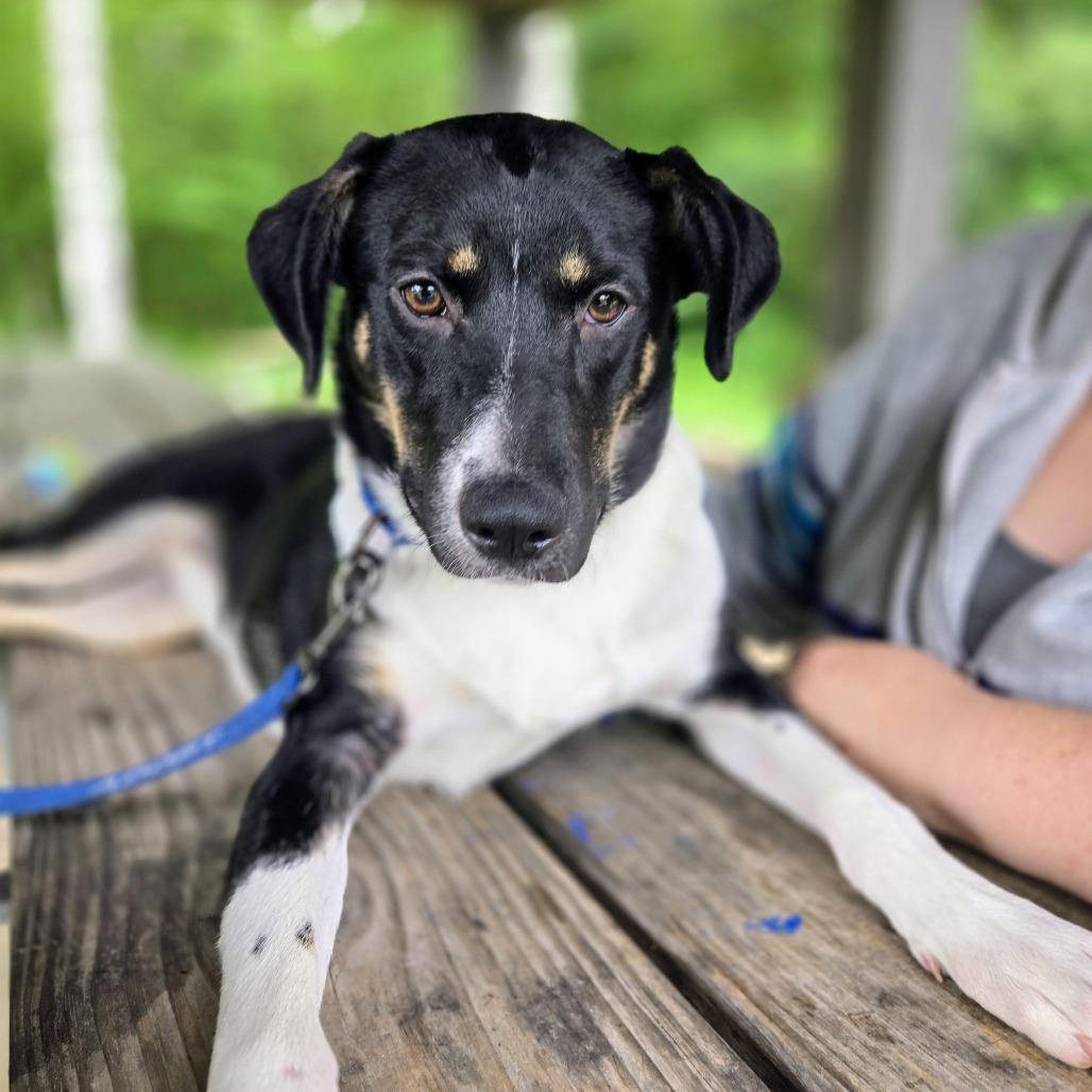 Oreo, Adoptable, Adult Male Australian Shepherd.