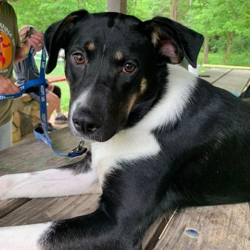Enlarge Oreo, a Adoptable Australian Shepherd in Shelby, NC image 2/6